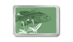 Gürtelschnalle mit Motiv von einem Fisch auf grünem Grund.